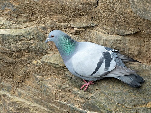 Rock pigeon